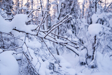 A tree branch covered with snow, hoarfrost against the background of a winter forest, close-up, copy space,