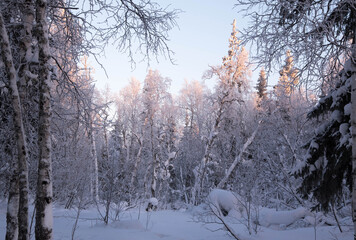 Winter forest at sunset, winter landscape