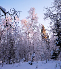 Winter forest at sunset, winter landscape