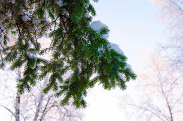 Green spruce branch covered with snow against the backdrop of a winter forest, close-up, copy space,