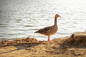Water bird goose water swan flying bird , wildlife animal 
