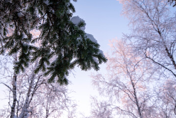 Green spruce branch covered with snow against the backdrop of a winter forest, close-up, copy space,