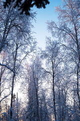 Winter forest at sunset, winter landscape