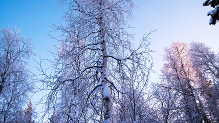 Winter forest at sunset, winter landscape