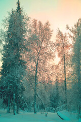 Winter forest at sunset, winter landscape