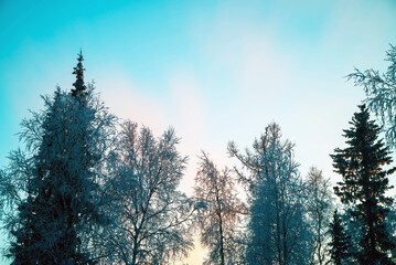 Winter forest at sunset, winter landscape