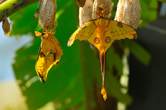 Comet or  moon moth, Argema mittrei, butterfly native to the forests of Madagascar.