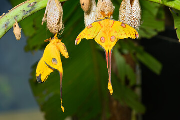 Comet or  moon moth, Argema mittrei, butterfly native to the forests of Madagascar. © alessandrozocc