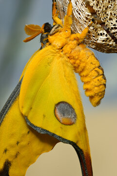Comet or  moon moth, Argema mittrei, butterfly native to the forests of Madagascar.
