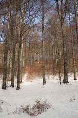 snowy winter in the forest