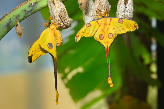 Comet or  moon moth, Argema mittrei, butterfly native to the forests of Madagascar.