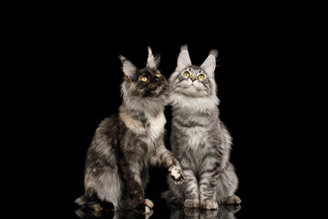 Two maine coon cats sitting and looking up on Isolated black background