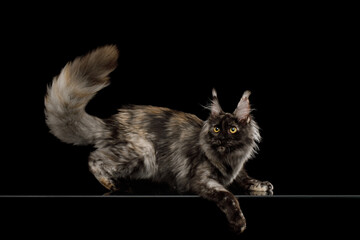 Playful maine coon cat with furry tail side view on Isolated black background