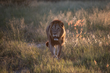 Big lion lying on savannah grass. Landscape with characteristic trees on the plain and hills in the background