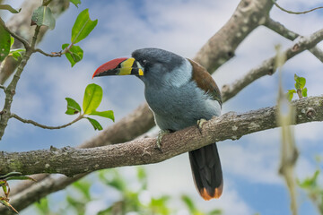 beautiful colored plate-billed mountain toucan (Andigena laminirostris) sitting n the branch very near in the cloud forest