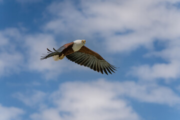 African Fish-eagle, Haliaeetus vocifer, brown bird with white head fly. Eagle flight above the lake water. Wildlife scene from African nature, Okavango delta, Botswana, Africa