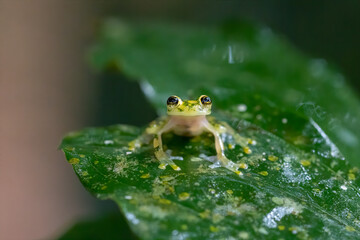 Reticulated Glass Frog - Hyalinobatrachium valerioi, beautiful small green and yellow frog from Central America forests, Costa Rica.