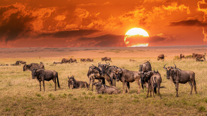 Fototapeta na wymiar Wildebeest migration, Serengeti National Park, Tanzania, Africa