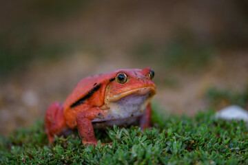 Tomato frog (Dyscophus guineti), also known as the false tomato frog.