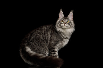 Silver color maine coon cat sitting with furry tail and looking in camera on Isolated black background, side view