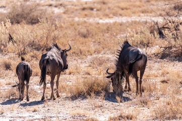 Naklejka na ściany i meble Three blue wildebeest - Connochaetes taurinus- grazing on the plains of Etosha. Etosha National Park, Namibia.