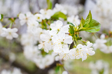 Branch of cherry tree in the period of spring flowering.
