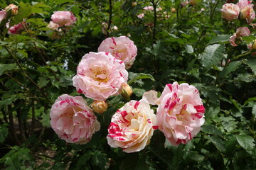 Obraz na płótnie Canvas White-pink roses with green leaves