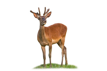 Naklejka na ściany i meble Curious red deer, cervus elaphus, standing on grass isolated on white background. Wondering stag with velvet antlers looking cut out on blank. Wild mammal watching on field with copy space.