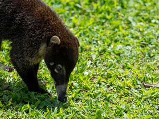 Nasenbär