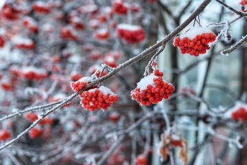 red berries in snow