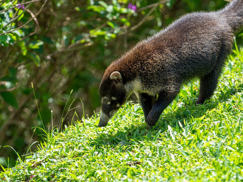 Nasenb&auml;r
