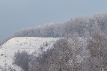Forest in the snow on a hill