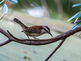 Veracruz Zaunk&ouml;nig