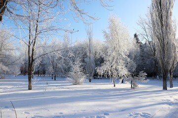 snow covered trees