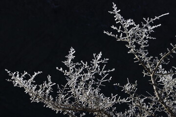 Ice covered vegetation in the morning