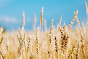Obraz premium Bright yellow and golden spikelets of wheat growing in a vast field close-up. Agricultural fields with crops.