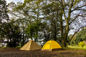 森でキャンプ　Camping in the early forest 