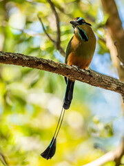 Motmot