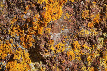 Colorful natural textured background of orange sea lichen (Caloplaca marine) on red volcanic rock (Tenerife, Spain)