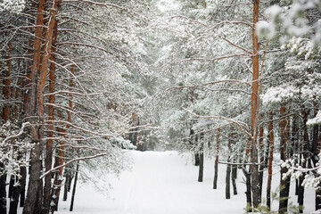 winter pine forest in snow