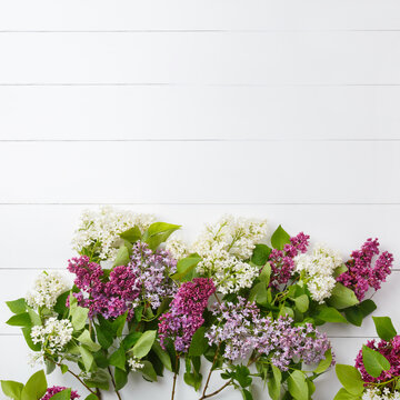 Square background of purple lilac flowers on white wood. Surprise for lovely woman. Natural spring style. Flowers Flat lay, top view. Copy space. Spring lilac blossom image for social media