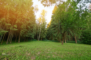 Meadow grass in forest background