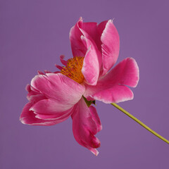 Fototapeta na wymiar Peony pink color isolated on a violet background.