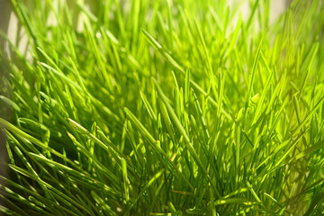 Fototapeta na wymiar green grass background. Bright green lawn. Spring sprouts. microgreens
