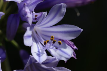 purple iris flower