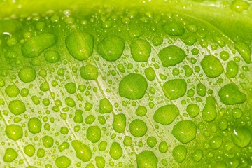 Water drops on green leaf, macro concept.