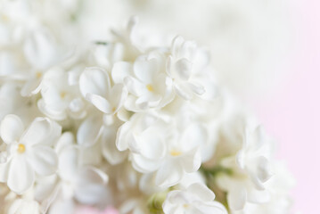 Blooming white lilac flowers. Natural background of white lilac flowers.