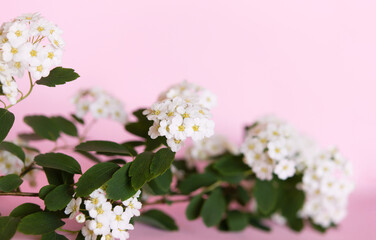 Thunberg's spirea bush (Spiraea Thunbergii) in bloom. Background of white flowers on a floral pink background.