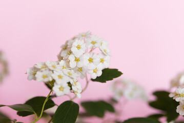 Thunberg's spirea bush (Spiraea Thunbergii) in bloom. Background of white flowers on a floral pink background.