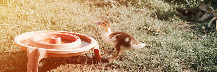 grown up little duckling musk or indo duck on farm grass and drinking bowl. breeding of poultry in...